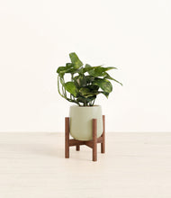 Load image into Gallery viewer, Turquoise stand:walnut
