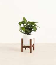 Load image into Gallery viewer, White stand:walnut