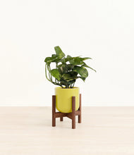 Load image into Gallery viewer, Key Lime Yellow stand:walnut