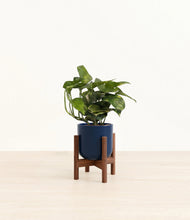 Load image into Gallery viewer, Twilight Blue stand:walnut