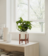 Load image into Gallery viewer, Cotton White stand:all