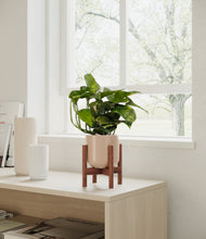 Load image into Gallery viewer, Sandy Pink stand:walnut