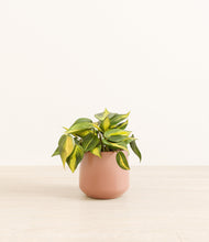 Load image into Gallery viewer, Calm Rose*****Profile