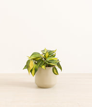 Load image into Gallery viewer, Almond Green*****Profile