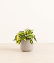 Load image into Gallery viewer, Eternal Gray*****Profile