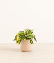 Load image into Gallery viewer, Gentle Pink*****Profile