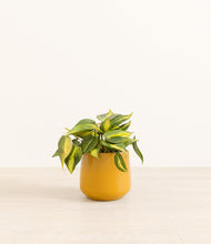 Load image into Gallery viewer, Mustard*****Profile