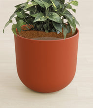 Load image into Gallery viewer, Earth Red stand:all