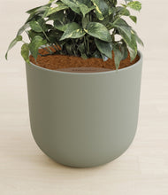 Load image into Gallery viewer, Sage Green stand:all