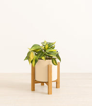 Load image into Gallery viewer, Cream stand:light