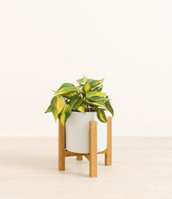 Load image into Gallery viewer, White stand:light