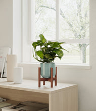 Load image into Gallery viewer, Reactive Aqua stand:walnut