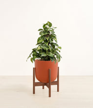Load image into Gallery viewer, Earth Red stand:walnut