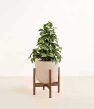 Load image into Gallery viewer, Sandy Pink stand:walnut