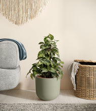 Load image into Gallery viewer, Sage Green stand:all