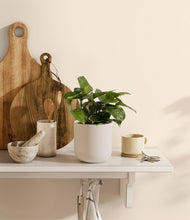 Lade das Bild in den Galerie-Viewer, Natural Bamboo