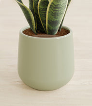 Load image into Gallery viewer, Turquoise stand:all