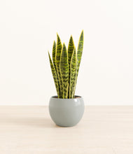 Load image into Gallery viewer, Deep Ocean*****Profile