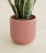 Load image into Gallery viewer, Striped Rose Pink stand:all