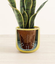 Load image into Gallery viewer, Key Lime Yellow stand:all