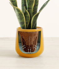 Load image into Gallery viewer, Mustard stand:all