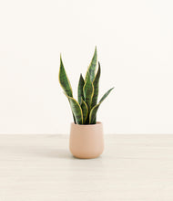 Load image into Gallery viewer, Gentle Pink*****Profile