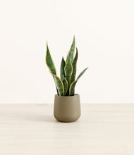 Load image into Gallery viewer, Olive*****Profile