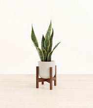 Load image into Gallery viewer, Snowdrift White stand:walnut