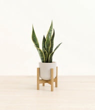 Load image into Gallery viewer, Snowdrift White stand:bamboo