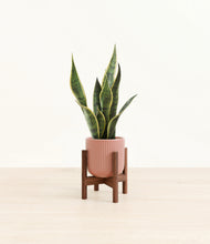 Load image into Gallery viewer, Striped Rose Pink stand:walnut