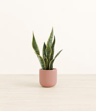Load image into Gallery viewer, Striped Rose Pink*****Profile