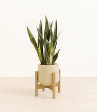 Load image into Gallery viewer, Almond Green stand:bamboo