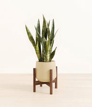 Load image into Gallery viewer, Almond Green stand:walnut