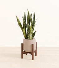 Load image into Gallery viewer, Eternal Gray stand:walnut