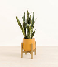 Load image into Gallery viewer, Mustard stand:bamboo