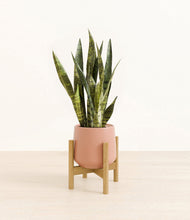 Load image into Gallery viewer, Calm Rose stand:bamboo