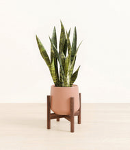 Load image into Gallery viewer, Calm Rose stand:walnut