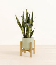 Load image into Gallery viewer, Turquoise stand:bamboo