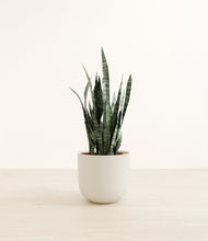 Load image into Gallery viewer, Natural Bamboo*****Profile