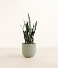 Load image into Gallery viewer, Sage Green*****Profile