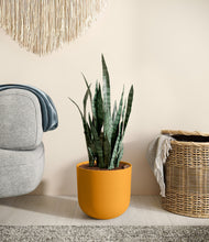 Load image into Gallery viewer, Sunset Orange