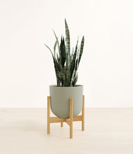 Load image into Gallery viewer, Sage Green stand:bamboo