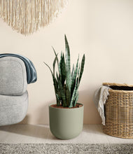 Load image into Gallery viewer, Sage Green