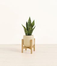 Load image into Gallery viewer, Almond Green stand:bamboo