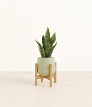 Load image into Gallery viewer, Turquoise stand:bamboo