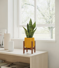 Load image into Gallery viewer, Mustard stand:walnut