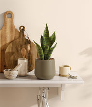 Load image into Gallery viewer, Olive