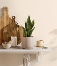 Load image into Gallery viewer, Eternal Gray