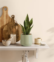 Load image into Gallery viewer, Turquoise