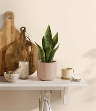 Load image into Gallery viewer, Sandy Pink